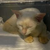 (Category: ) located in . Submitted by raising.funds.for.cats (Listing ID 1378762290, Image 1). Description: .