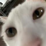 (Category: ) located in . Submitted by crisqwerty (Listing ID 1373460149, Image 1). Description: .