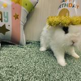 由 boyacll814 (刊登 ID 1382523791，圖片 1) 提交，位於 的 (類別：)，說明：。