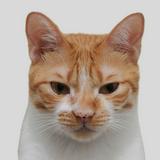 由 evan___wu (刊登 ID 1382248248，圖片 1) 提交，位於 的 (類別：)，說明：。