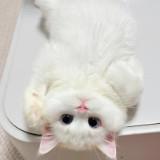 (Category: ) located in . Submitted by pricious (Listing ID 1381026853, Image 1). Description: .