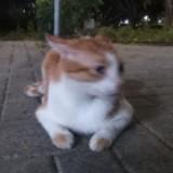 (Category: ) located in . Submitted by iluvcat5 (Listing ID 1385255257, Image 1). Description: .