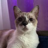 (Category: ) located in . Submitted by hnnh06 (Listing ID 1372358755, Image 1). Description: .