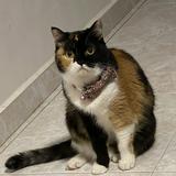 (Category: ) located in . Submitted by alepajeeb (Listing ID 1371542422, Image 1). Description: .