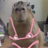 (Category: ) located in . Submitted by capymelon (Listing ID 1379348646, Image 1). Description: .