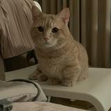 由 rebecca8801 (刊登 ID 1382669615，圖片 1) 提交，位於 的 (類別：)，說明：。
