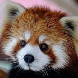 由 redpandada (刊登 ID 1261943221，圖片 1) 提交，位於 的 (類別：)，說明：。
