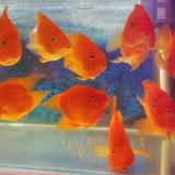 (Category: ) located in . Submitted by luvckms (Listing ID 1373450277, Image 1). Description: .