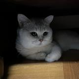 （分類：）位於 。 由 nhttttttk 提交（商品編號 1362079880，圖片 1）。簡介： 。