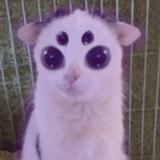 (Category: ) located in . Submitted by salling_here (Listing ID 1225115863, Image 1). Description: .