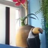 (Category: ) located in . Submitted by weirdtukan (Listing ID 1327271370, Image 1). Description: .