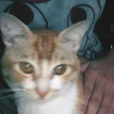 (Kategori: ) berada di . Dikirim oleh finmeo (ID iklan 1268719007, Gambar 1). Deskripsi: .