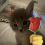 (Category: ) located in . Submitted by iloooo (Listing ID 1368699935, Image 1). Description: .