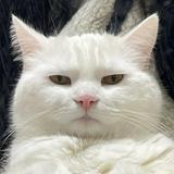 （分類：）位於 。 由 unknown_user404 提交（商品編號 1331548890，圖片 1）。簡介： 。