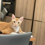 （分類：）位於 。 由 mmlivingplaza 提交（商品編號 1358626218，圖片 1）。簡介： 。