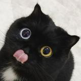 （分類：）位於 。 由 meow.0126 提交（商品編號 1269953932，圖片 1）。簡介： 。