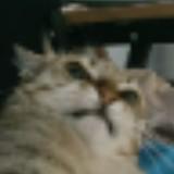(Category: ) located in . Submitted by dcgfc21 (Listing ID 1379414769, Image 1). Description: .