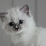 (Category: ) located in . Submitted by erring (Listing ID 1288586680, Image 1). Description: .