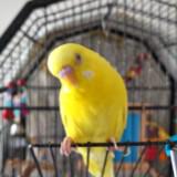 (Category: ) located in . Submitted by fazzdabuzz (Listing ID 1382371583, Image 1). Description: .