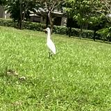 (Category: ) located in . Submitted by user1122334455 (Listing ID 1379663715, Image 1). Description: .