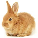 (分類:)位於 。 由 rabbit.tw 提交(商品編號 1450856485,圖片 1)。簡介: 。