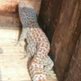 (Category: ) located in . Submitted by sativaindica (Listing ID 1462900072, Image 1). Description: .