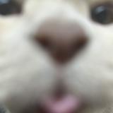 （分類：）位於 。 由 ksy06901101853 提交（商品編號 1335045575，圖片 1）。簡介： 。