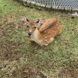 （分類：）位於 。 由 snvgijdsx 提交（商品編號 1345756763，圖片 1）。簡介： 。
