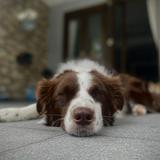 (Category: ) located in . Submitted by totowoofwonder (Listing ID 1380400934, Image 1). Description: .