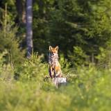 由 forestx (刊登 ID 1264395155，圖片 1) 提交，位於 的 (類別：)，說明：。