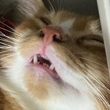 (Category: ) located in . Submitted by winonuuuuuh (Listing ID 1385050259, Image 1). Description: .