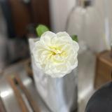 （分類：）位於 。 由 bkbsblmama 提交（商品編號 1316866098，圖片 1）。簡介： 。