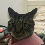 (Category: ) located in . Submitted by tindahan01 (Listing ID 1218077493, Image 1). Description: .