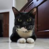 (Kategori: ) berada di . Dikirim oleh docjenpreloved (ID iklan 1381832959, Gambar 1). Deskripsi: .
