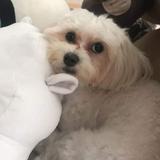 (Category: ) located in . Submitted by klosetanijana (Listing ID 1096357414, Image 1). Description: .