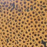(Category: ) located in . Submitted by plantohme (Listing ID 1383699584, Image 1). Description: .
