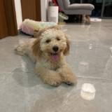 (Category: ) located in . Submitted by scoobyloong (Listing ID 1333498032, Image 1). Description: .