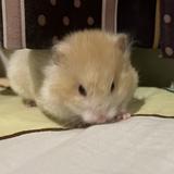 （分類：）位於 。 由 cynthia0813 提交（商品編號 1334104744，圖片 1）。簡介： 。
