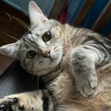 (Category: ) located in . Submitted by adlnrzl (Listing ID 1344320498, Image 1). Description: .