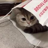 （分類：）位於 。 由 edward0114 提交（商品編號 1361815878，圖片 1）。簡介： 。