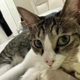 由 77harley (刊登 ID 1381146962，圖片 1) 提交，位於 的 (類別：)，說明：。