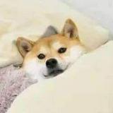 由 mike22490975943 (刊登 ID 1320708572，圖片 1) 提交，位於 的 (類別：)，說明：。