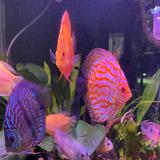 (Category: ) located in . Submitted by wyncor (Listing ID 1450541993, Image 1). Description: .