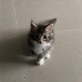 (Category: ) located in . Submitted by hiwifa (Listing ID 1382937426, Image 1). Description: .