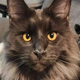 （分類：）位於 。 由 z836389 提交（商品編號 1173858166，圖片 1）。簡介： 。