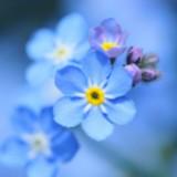 (Kategori: ) berada di . Dikirim oleh forget-me-not. (ID iklan 1243005139, Gambar 1). Deskripsi: .