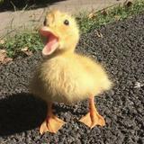 (Category: ) located in . Submitted by y3llowduck (Listing ID 1384720612, Image 1). Description: .