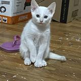 (Category: ) located in . Submitted by airamaepen02494 (Listing ID 1445939607, Image 1). Description: .