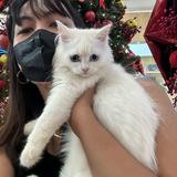 (Category: ) located in . Submitted by fortheloveofbagsph (Listing ID 1266222148, Image 1). Description: .