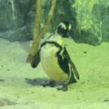 (Category: ) located in . Submitted by auguin (Listing ID 1342736474, Image 1). Description: .